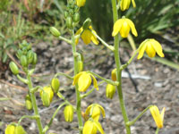 Albuca shawii