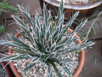 agave toumeyana