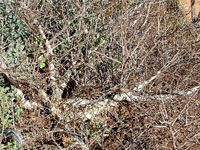 Bursera fagaroides