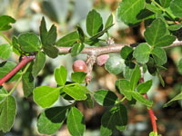 Bursera fagaroides