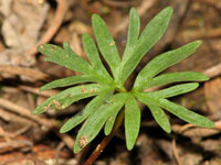 Bursera fagaroides