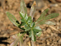 Bursera fagaroides