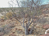 Bursera hindsiana