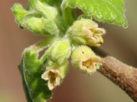 Bursera hindsiana