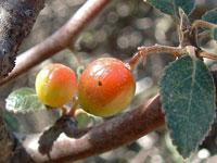 Bursera hindsiana