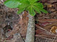 Brighamia insignis