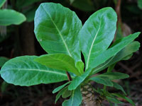 Brighamia insignis