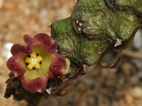 Baynesia lophophora