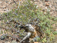 Bursera microphylla