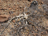 Bursera microphylla