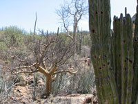 Bursera microphylla