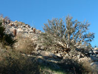 Bursera microphylla