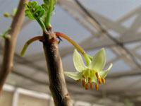 Bursera microphylla