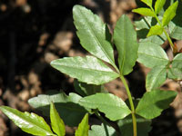 Bursera odorata