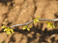 Bursera odorata