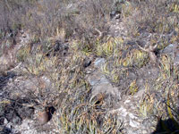 Bursera schlechtendalii