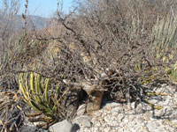 Bursera schlechtendalii