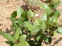 Bursera schlechtendalii