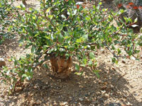 Bursera schlechtendalii