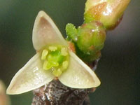 Bursera schlechtendalii