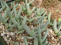 Cheiridopsis acuminata