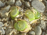 Conophytum acutum