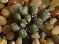 Conophytum albiflorum