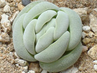 Crassula alstonii