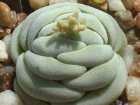 Crassula alstonii