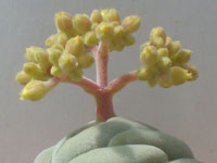 Crassula alstonii