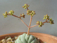 Crassula alstonii