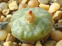 Conophytum angelicae