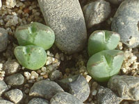 Conophytum antonii