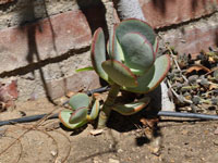 Crassula arborescens