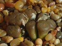 Conophytum On-line Guide to the positive identification of Succulent ...