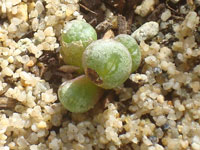 Conophytum auriflorum