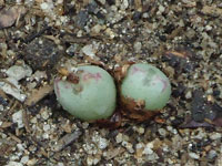Conophytum bicarinatum