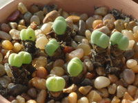 Conophytum bilobum