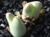 Conophytum bilobum