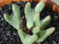 Conophytum bilobum