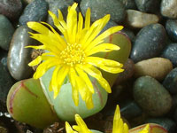 Conophytum bilobum