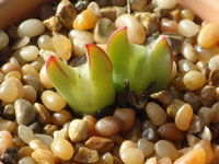 Conophytum bilobum