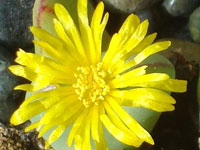 Conophytum bilobum