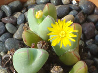 Conophytum bilobum