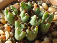 Conophytum bilobum