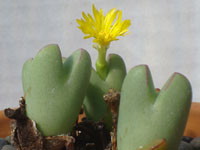 Conophytum bilobum