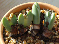 Conophytum bilobum