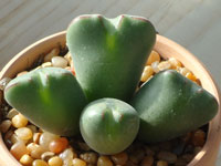 Conophytum bilobum