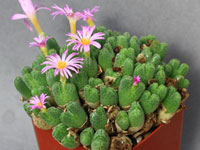 Conophytum blandum