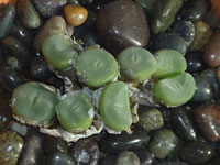 Conophytum bolusiae